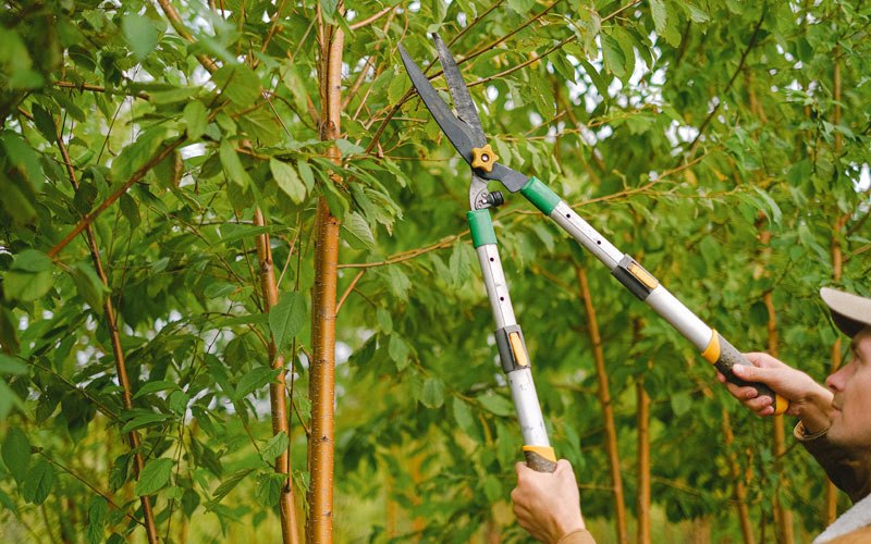 Tree trimming in Littcarr, KY